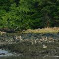 Wolves taken from Dolphins North Lodge